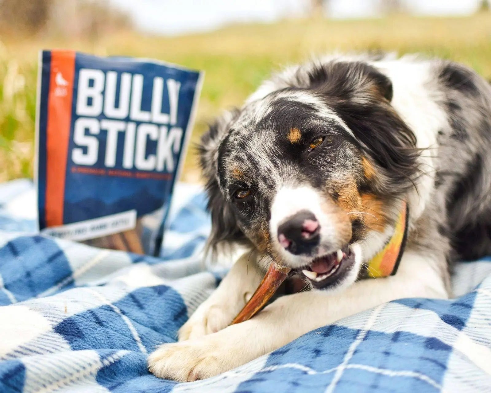Premium Beef Scapula Dog Chews: 100% Natural, Grass-Fed Joint Support Treats – Healthy, Long-Lasting Protein Rewards for Your Best Friend (1 lb)